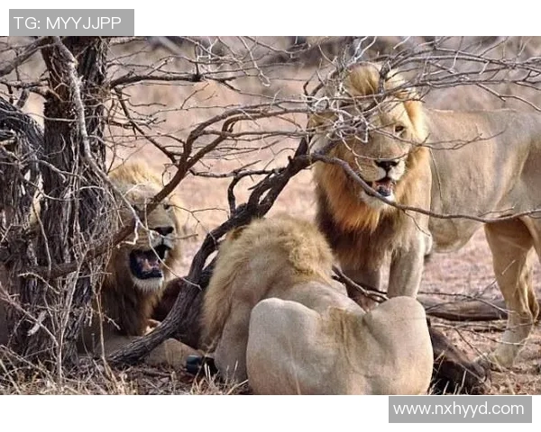 波特兰与小牛的精彩对决直播全程回顾与分析 波特兰与小牛的精彩对决直播全程回顾与分析